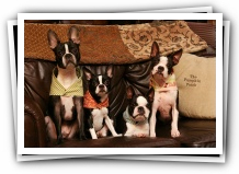 boston terrier dog birthday party