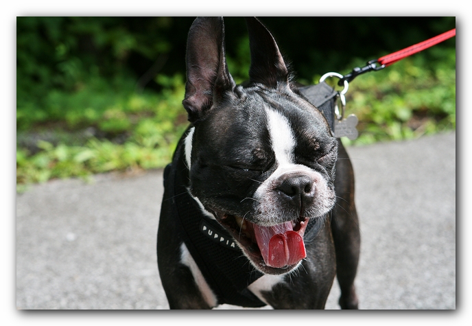 Boston Terriers Dog Pet Friendly Cabin Pigeon Forge Gatlinburg Tennessee