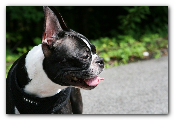 Boston Terriers Dog Pet Friendly Cabin Pigeon Forge Gatlinburg Tennessee