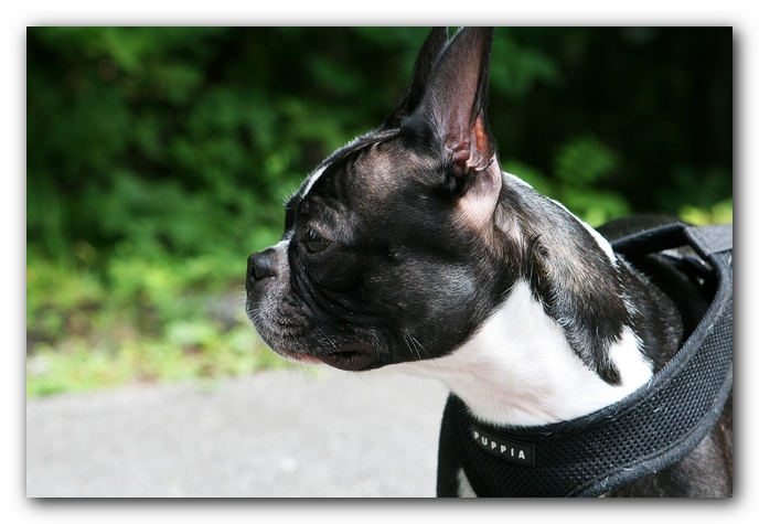 Boston Terriers Dog Pet Friendly Cabin Pigeon Forge Gatlinburg Tennessee