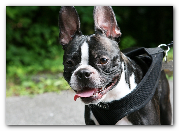 Boston Terriers Dog Pet Friendly Cabin Pigeon Forge Gatlinburg Tennessee