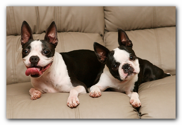 Boston Terriers Dog Pet Friendly Cabin Pigeon Forge Gatlinburg Tennessee