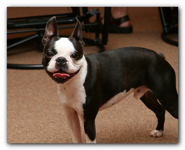 Boston Terriers Dog Pet Friendly Cabin Pigeon Forge Gatlinburg Tennessee