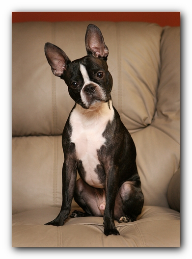 Boston Terriers Dog Pet Friendly Cabin Pigeon Forge Gatlinburg Tennessee