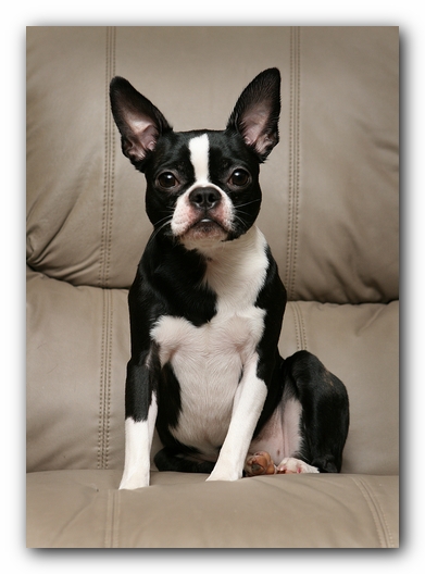Boston Terriers Dog Pet Friendly Cabin Pigeon Forge Gatlinburg Tennessee