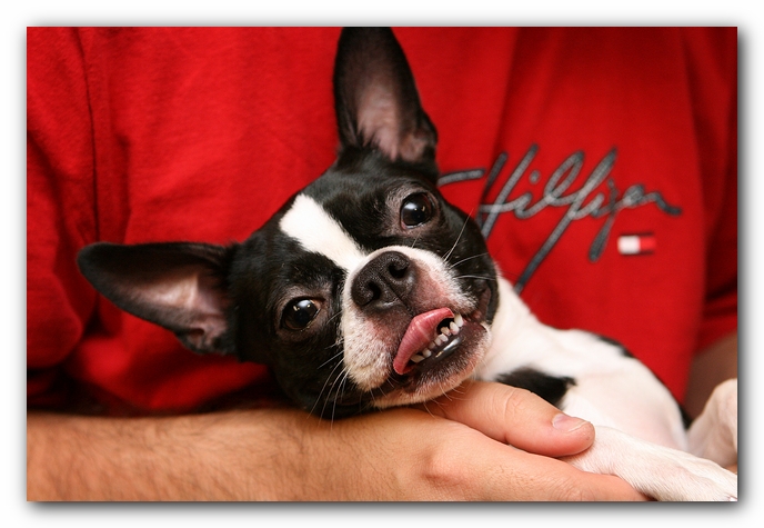 Boston Terriers Dog Pet Friendly Cabin Pigeon Forge Gatlinburg Tennessee