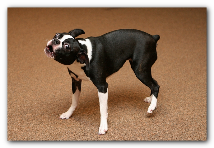Boston Terriers Dog Pet Friendly Cabin Pigeon Forge Gatlinburg Tennessee