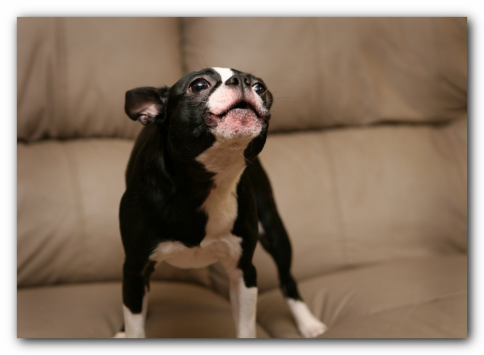 Boston Terriers Dog Pet Friendly Cabin Pigeon Forge Gatlinburg Tennessee
