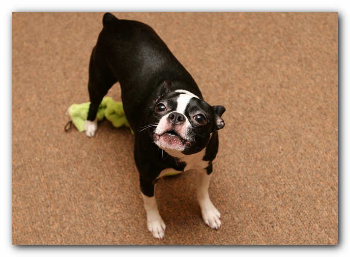 Boston Terriers Dog Pet Friendly Cabin Pigeon Forge Gatlinburg Tennessee