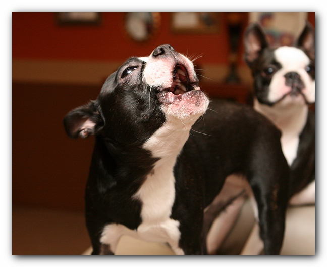Boston Terriers Dog Pet Friendly Cabin Pigeon Forge Gatlinburg Tennessee