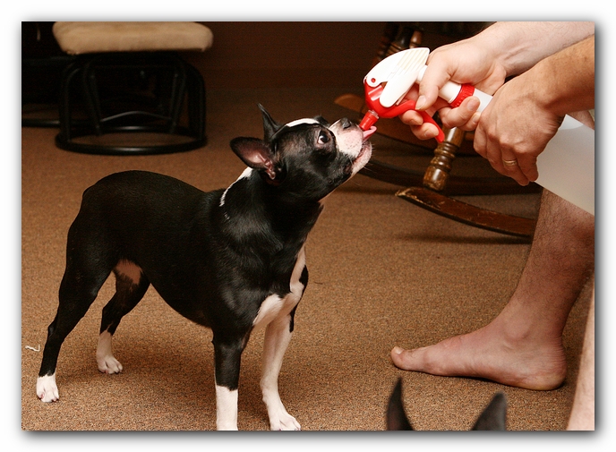 Boston Terriers Dog Pet Friendly Cabin Pigeon Forge Gatlinburg Tennessee