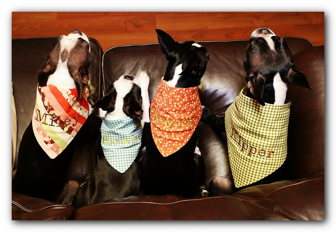 Boston Terriers Dog Pet Friendly Cabin Pigeon Forge Gatlinburg Tennessee