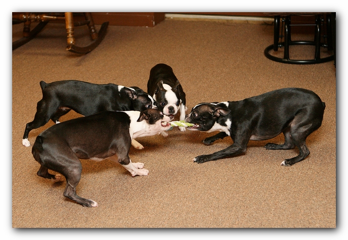 Boston Terriers Dog Pet Friendly Cabin Pigeon Forge Gatlinburg Tennessee