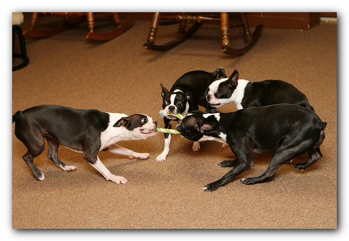 Boston Terriers Dog Pet Friendly Cabin Pigeon Forge Gatlinburg Tennessee