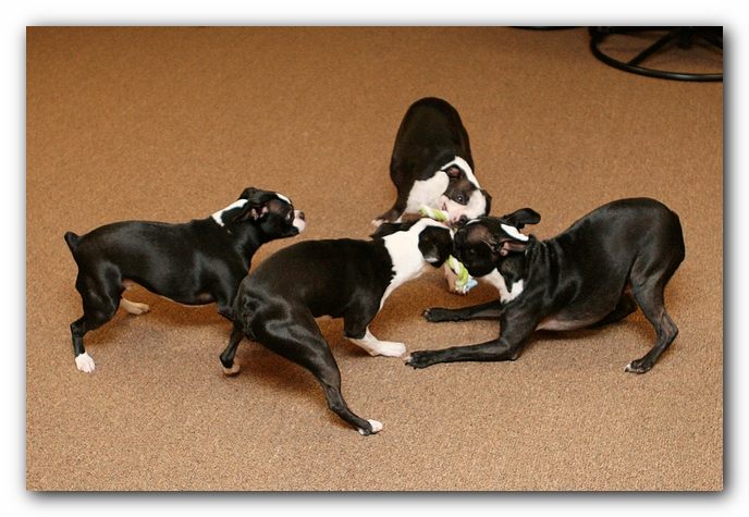 Boston Terriers Dog Pet Friendly Cabin Pigeon Forge Gatlinburg Tennessee