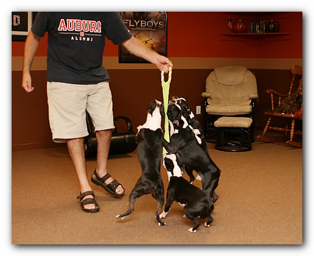 Boston Terriers Dog Pet Friendly Cabin Pigeon Forge Gatlinburg Tennessee