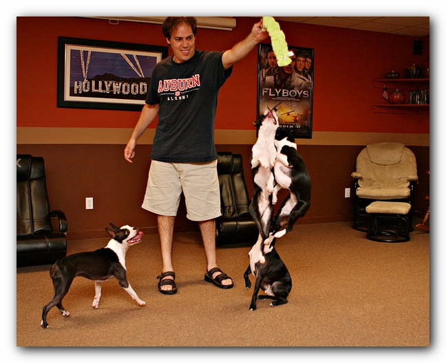 Boston Terriers Dog Pet Friendly Cabin Pigeon Forge Gatlinburg Tennessee