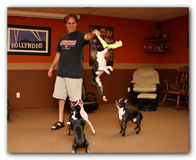 Boston Terriers Dog Pet Friendly Cabin Pigeon Forge Gatlinburg Tennessee