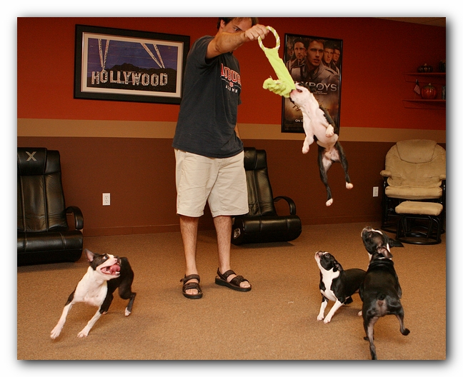 Boston Terriers Dog Pet Friendly Cabin Pigeon Forge Gatlinburg Tennessee
