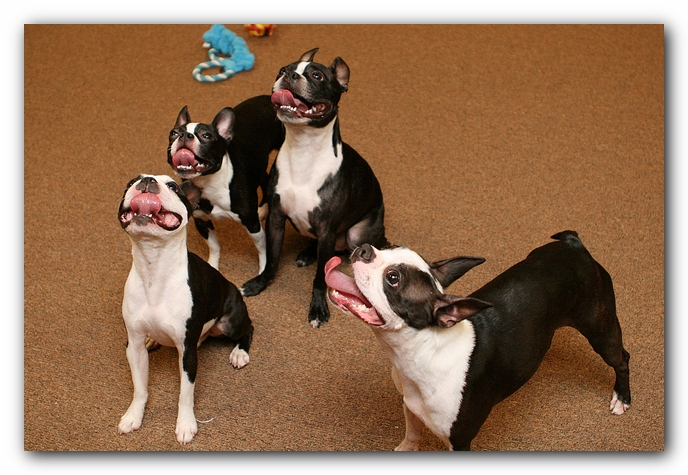 Boston Terriers Dog Pet Friendly Cabin Pigeon Forge Gatlinburg Tennessee
