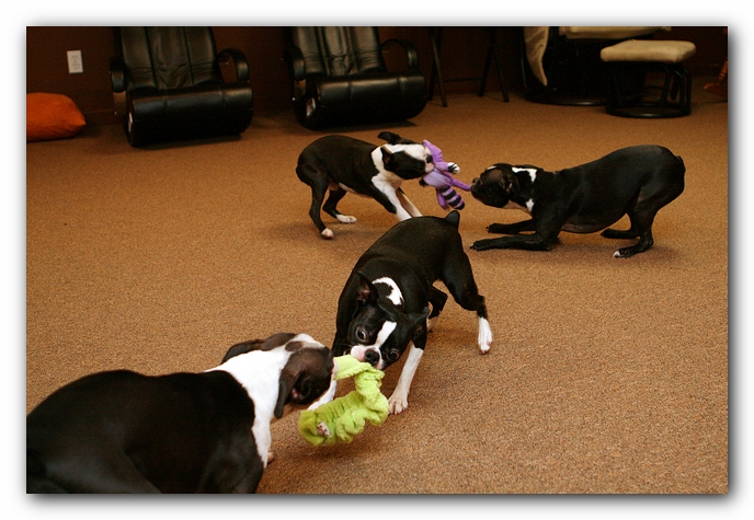 Boston Terriers Dog Pet Friendly Cabin Pigeon Forge Gatlinburg Tennessee