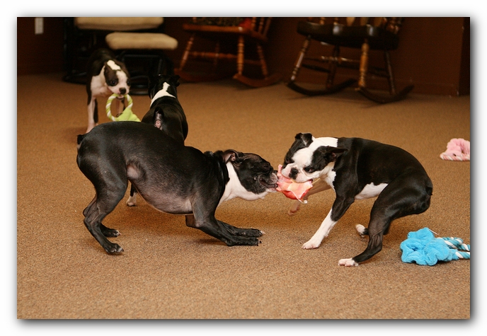 Boston Terriers Dog Pet Friendly Cabin Pigeon Forge Gatlinburg Tennessee