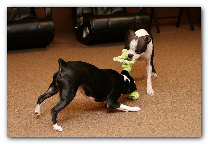 Boston Terriers Dog Pet Friendly Cabin Pigeon Forge Gatlinburg Tennessee