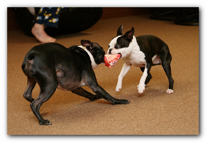 Boston Terriers Dog Pet Friendly Cabin Pigeon Forge Gatlinburg Tennessee