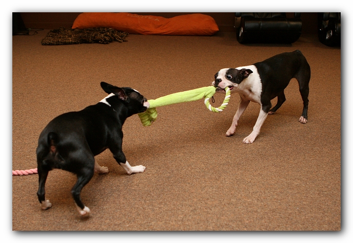 Boston Terriers Dog Pet Friendly Cabin Pigeon Forge Gatlinburg Tennessee