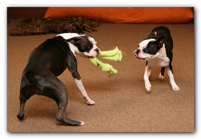 Boston Terriers Dog Pet Friendly Cabin Pigeon Forge Gatlinburg Tennessee