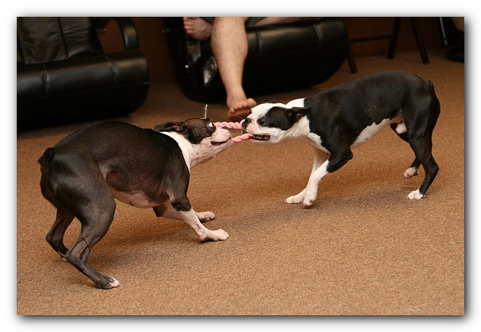 Boston Terriers Dog Pet Friendly Cabin Pigeon Forge Gatlinburg Tennessee
