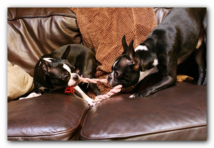 Boston Terriers Dog Pet Friendly Cabin Pigeon Forge Gatlinburg Tennessee