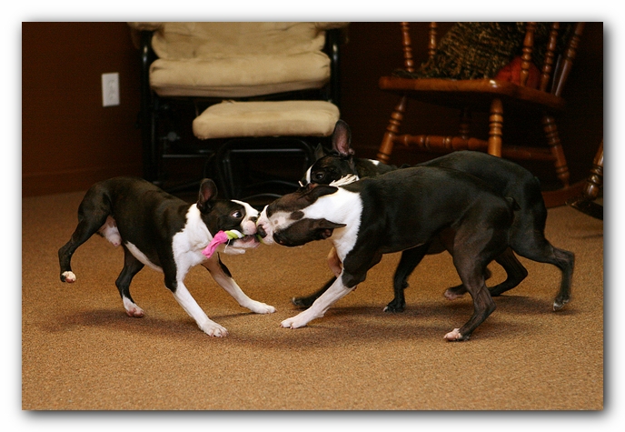 Boston Terriers Dog Pet Friendly Cabin Pigeon Forge Gatlinburg Tennessee
