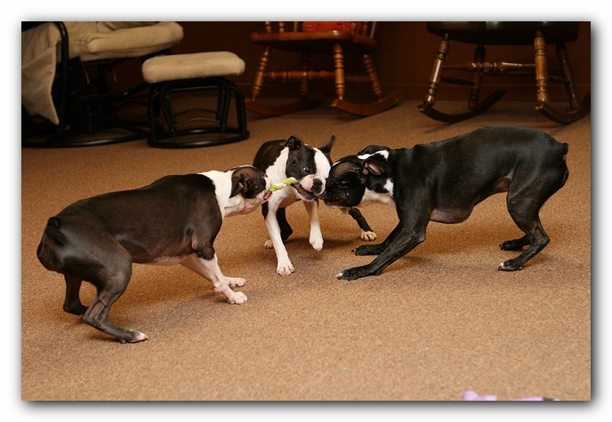 Boston Terriers Dog Pet Friendly Cabin Pigeon Forge Gatlinburg Tennessee