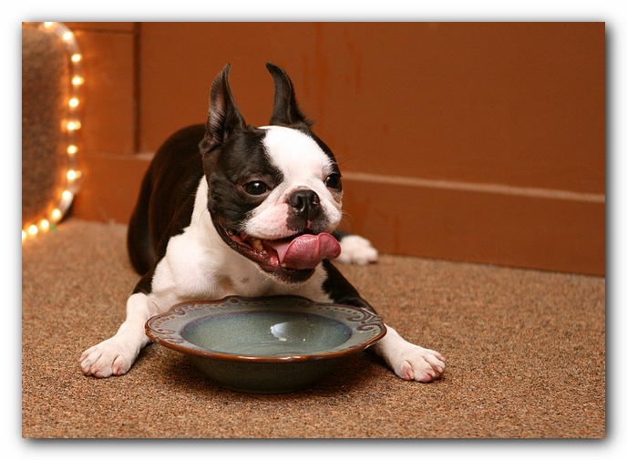 Boston Terriers Dog Pet Friendly Cabin Pigeon Forge Gatlinburg Tennessee