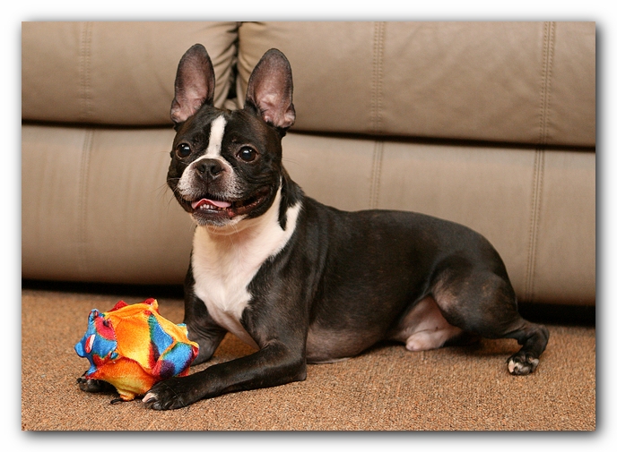 Boston Terriers Dog Pet Friendly Cabin Pigeon Forge Gatlinburg Tennessee