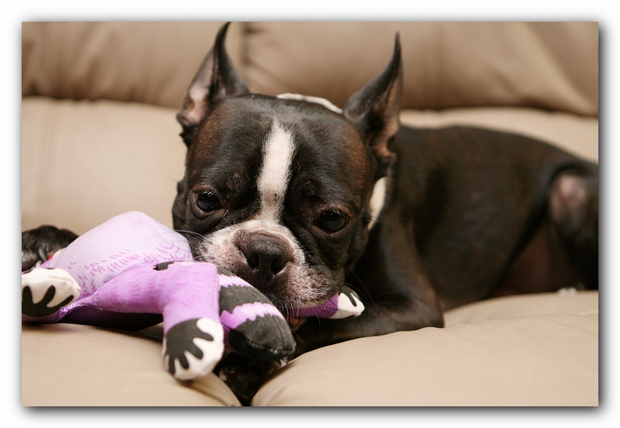 Boston Terriers Dog Pet Friendly Cabin Pigeon Forge Gatlinburg Tennessee