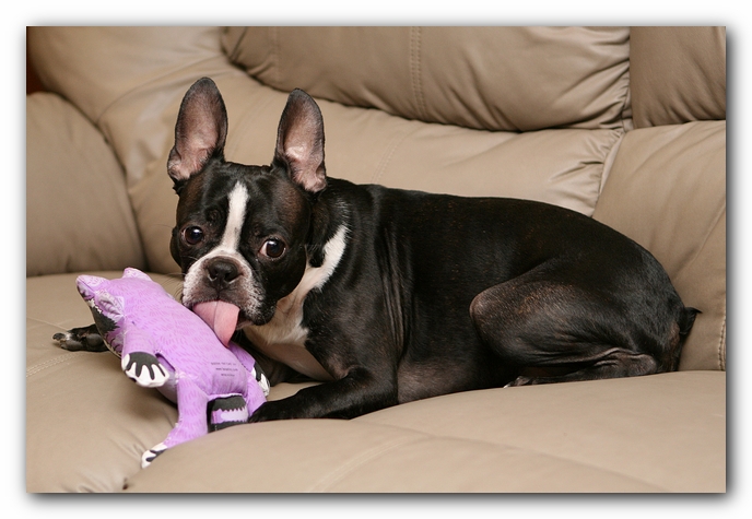 Boston Terriers Dog Pet Friendly Cabin Pigeon Forge Gatlinburg Tennessee