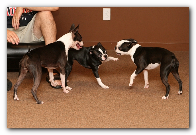 Boston Terriers Dog Pet Friendly Cabin Pigeon Forge Gatlinburg Tennessee