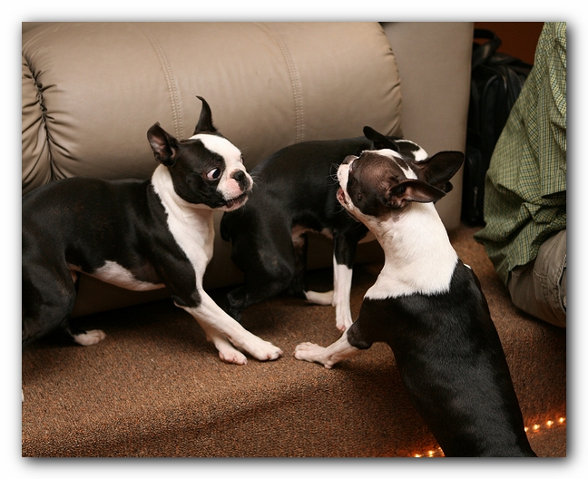 Boston Terriers Dog Pet Friendly Cabin Pigeon Forge Gatlinburg Tennessee