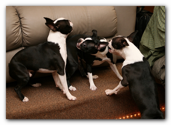Boston Terriers Dog Pet Friendly Cabin Pigeon Forge Gatlinburg Tennessee