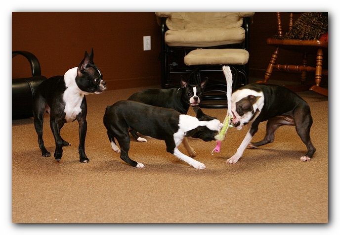 Boston Terriers Dog Pet Friendly Cabin Pigeon Forge Gatlinburg Tennessee
