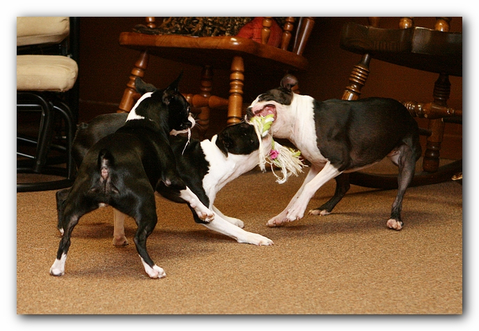 Boston Terriers Dog Pet Friendly Cabin Pigeon Forge Gatlinburg Tennessee