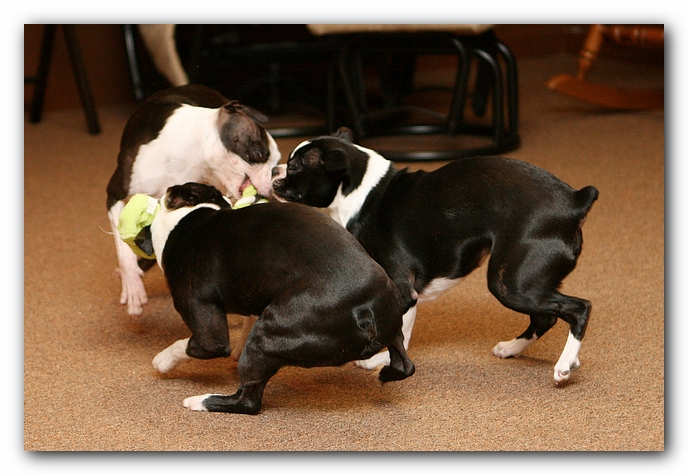 Boston Terriers Dog Pet Friendly Cabin Pigeon Forge Gatlinburg Tennessee