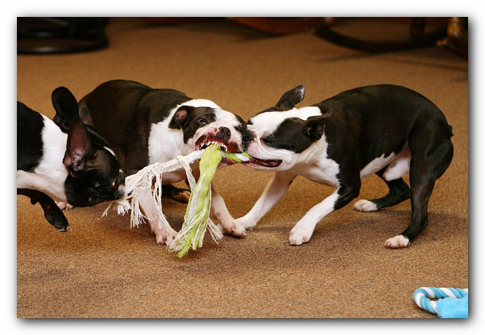 Boston Terriers Dog Pet Friendly Cabin Pigeon Forge Gatlinburg Tennessee