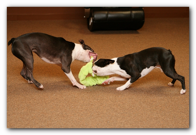 Boston Terriers Dog Pet Friendly Cabin Pigeon Forge Gatlinburg Tennessee