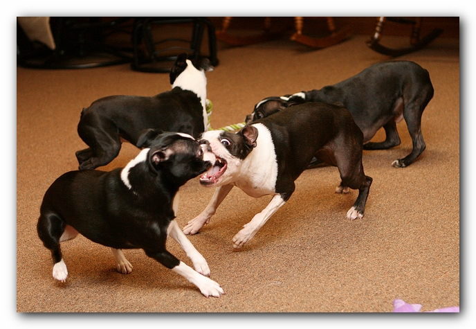 Boston Terriers Dog Pet Friendly Cabin Pigeon Forge Gatlinburg Tennessee
