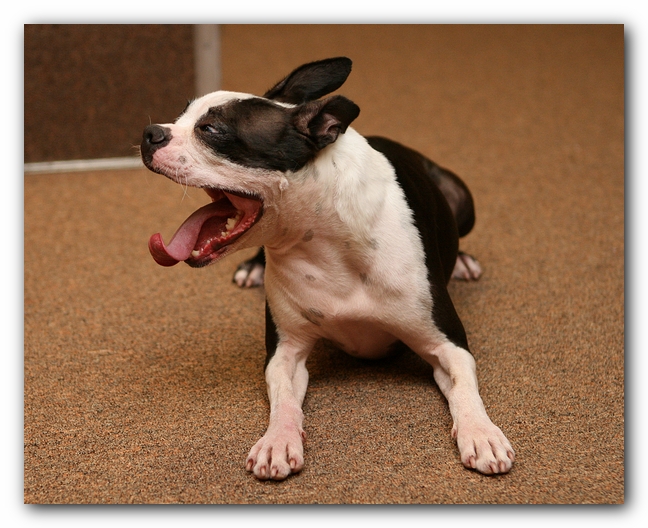 Boston Terriers Dog Pet Friendly Cabin Pigeon Forge Gatlinburg Tennessee