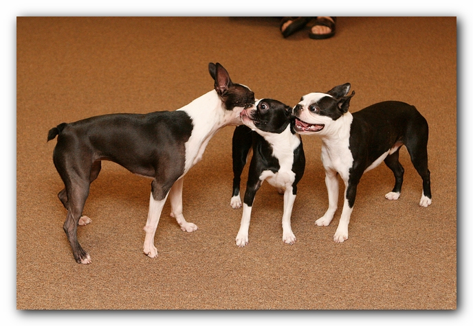 Boston Terriers Dog Pet Friendly Cabin Pigeon Forge Gatlinburg Tennessee