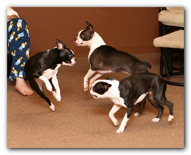Boston Terriers Dog Pet Friendly Cabin Pigeon Forge Gatlinburg Tennessee